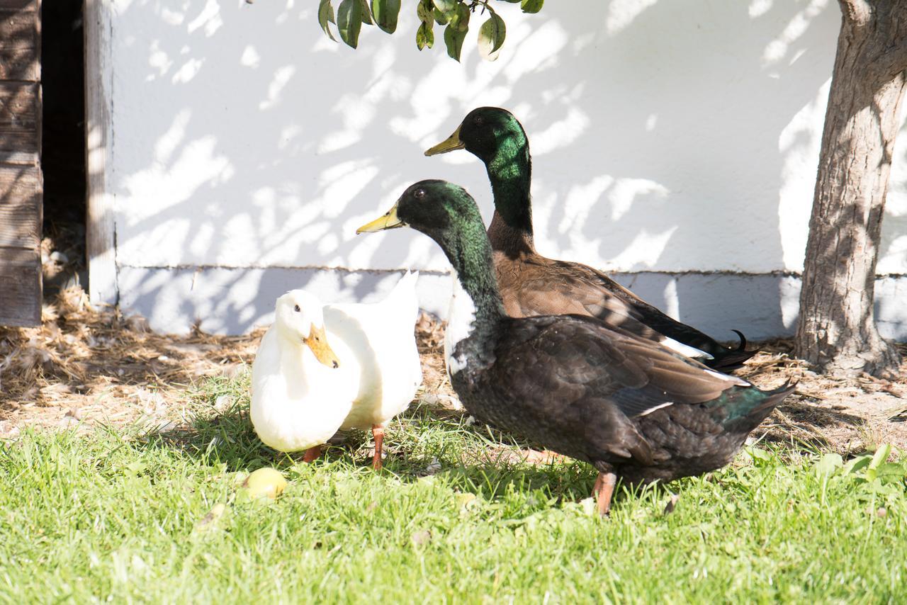 Hinterburghof Farm stay *